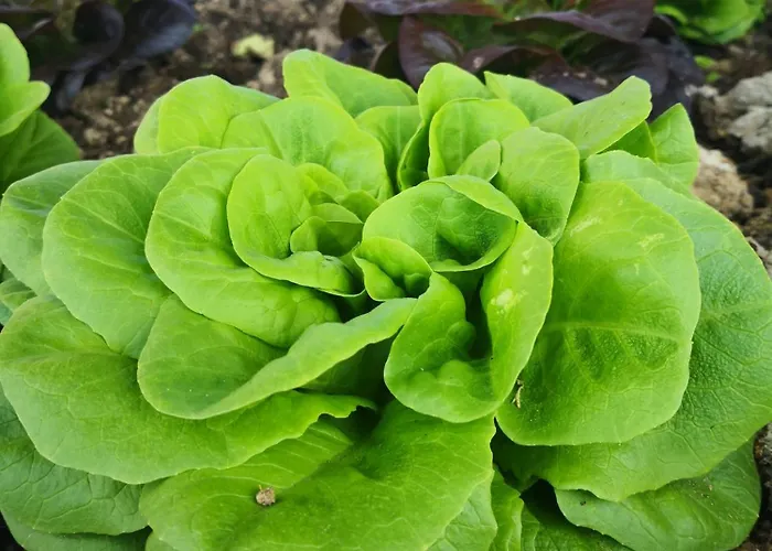 Agriturismo Cella Di Montalto Pavese foto